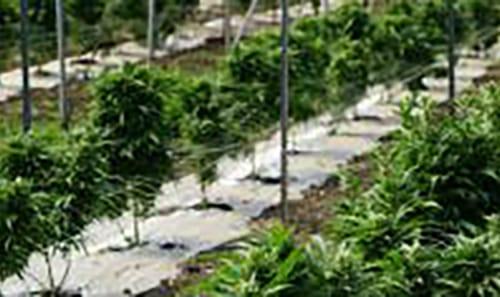 Marijuana farm